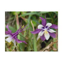 Columbine Flowers Postcards
