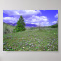 Columbine Hill posters