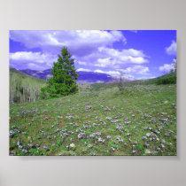 Columbine Hill Posters