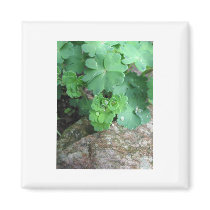 Columbine Magnet