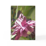 Columbine Pictures Greeting Card