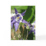 Columbine Plants Greeting Card