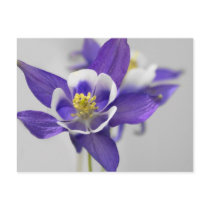Columbine Postcard