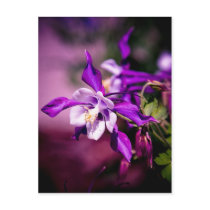 Columbine Postcard