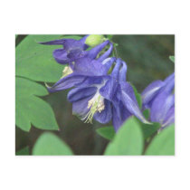 Columbine Postcard