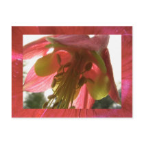 columbine post card