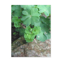 Columbine Postcard
