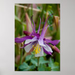 Columbine Poster