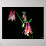 Columbine posters