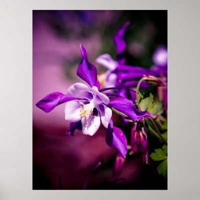 Columbine Print by LiquidBreadMan