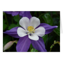 Columbine Purple and White Flower Card