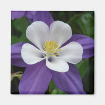 Columbine Purple and White Flower Magnet