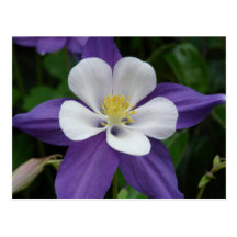Columbine Purple and White Flower Postcard