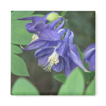 Columbine Square Magnet