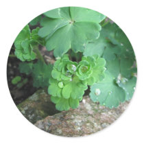 Columbine Stickers