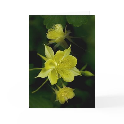 Columbine Trio  Greeting Card by skatada