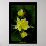 Columbine Trio Posters