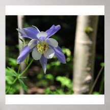 Columbine with bee poster