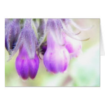 Comfrey Herb - Flowers Greeting Cards