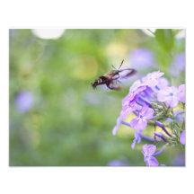 Coming in for a landing photo art