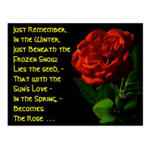 Coming up Roses... Postcards