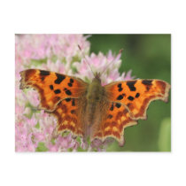 Comma Butterfly