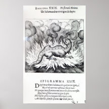 Comme vies de salamandre en feu posters