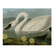 Common American Swan Post Card