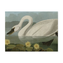 Common American Swan Post Card