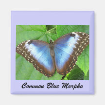 Common Blue Morpho Refrigerator Magnet