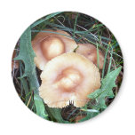 Common Bonnet Mushroom Magnet