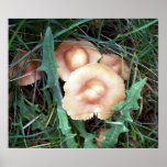 Common Bonnet Mushroom Poster