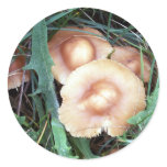 Common Bonnet Mushroom Sticker
