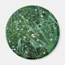 Common Chickweed (Stellaria Media) flowers Fridge Magnets