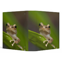 Common coqui, Eleutherodactylus coqui, El Binders