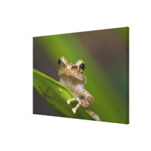 Common coqui, Eleutherodactylus coqui, El Stretched Canvas Prints