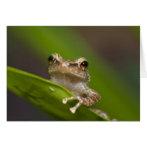 Common coqui, Eleutherodactylus coqui, El Cards