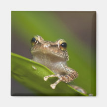 Common coqui, Eleutherodactylus coqui, El Refrigerator Magnets