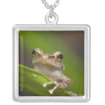 Common coqui, Eleutherodactylus coqui, El Necklaces