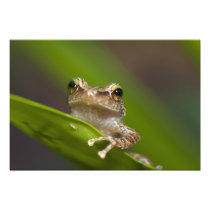 Common coqui, Eleutherodactylus coqui, El