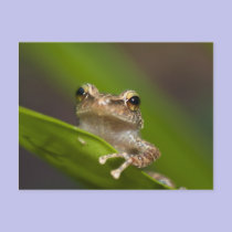 Common coqui, Eleutherodactylus coqui, El postcards