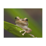 Common coqui, Eleutherodactylus coqui, El Post Card