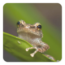 Common coqui, Eleutherodactylus coqui, El Sticker
