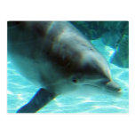 Common Dolphin Postcard