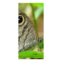 Common Fivering Satyrinae Butterfly Rack Card Design