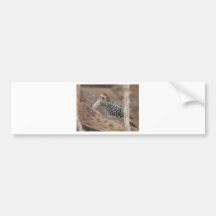 common flicker on nest 2 bumper sticker