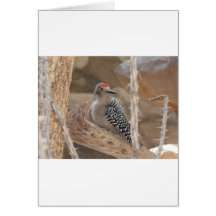 common flicker on nest greeting card