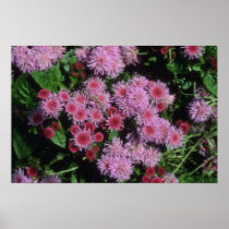 Common Garden Ageratum (Ageratum Houstonianum) Print