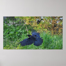 Common Grackle Attacking Raven Wildlife Photograph Poster