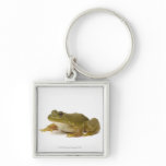 Common Green Frog Key Chains